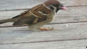 麻雀吃瓜打架的视频,一场生态界的“吃瓜”大战