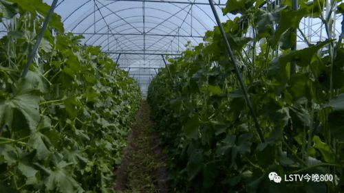 西昌吃瓜视频,揭秘当地美食文化盛宴