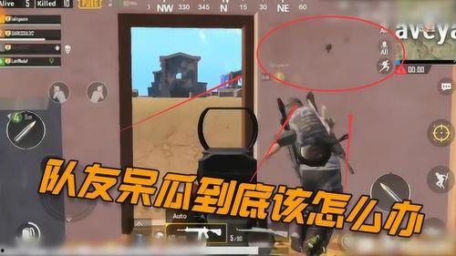 吃鸡呆瓜下场视频在哪看,揭秘热门视频平台