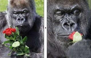 老太太吃瓜像猩猩视频,萌态十足引网友热议