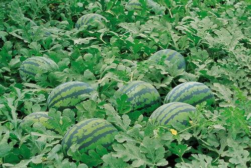 宁夏农村吃瓜视频,吃瓜视频展现田园生活魅力