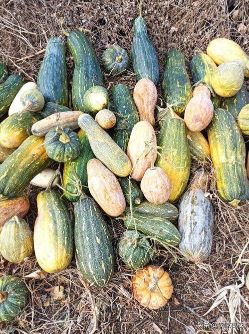 吃瓜的图片大全集最新视频,揭秘娱乐圈幕后真相！