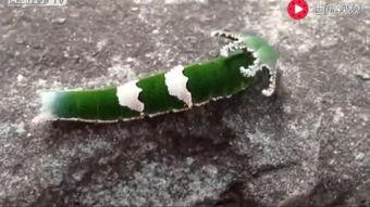 吃瓜搞笑动物视频下载