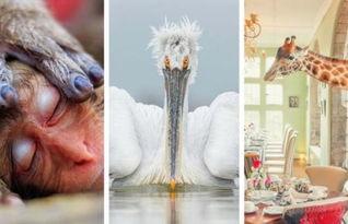 世界上最恐怖吃瓜图片视频,盘点史上最恐怖吃瓜瞬间