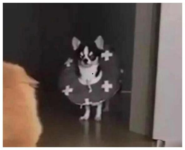 狗吃瓜群众的视频