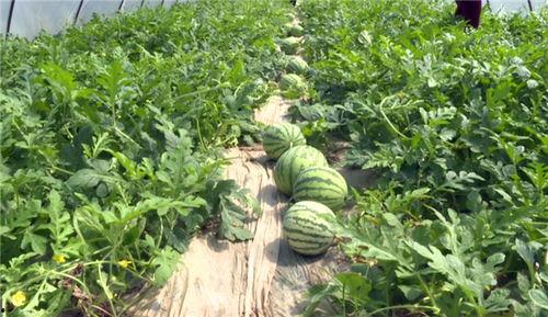 北湖最新吃瓜事件视频