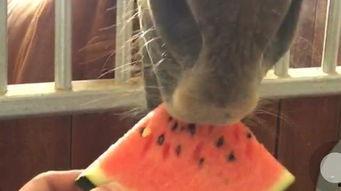 吃瓜拉肚子视频真实,揭秘网络热传视频背后的真相