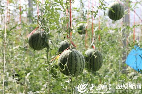 新沂蔡二哥吃瓜视频,揭秘网络红人的日常生活