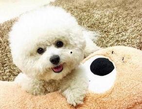 比熊吃煮瓜的视频