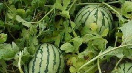 路边学吃瓜视频教程,解锁夏日消暑新技能