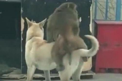 三只狗狗吃瓜搞笑视频,萌态百出笑翻天