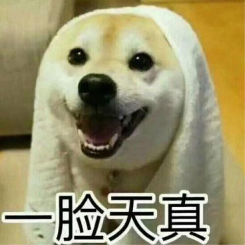 吵架现场吃瓜图片搞笑视频,吵架现场变喜剧舞台