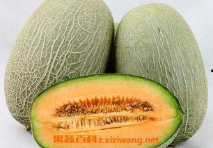 吃哈密瓜籽长出哈密瓜的视频,见证种子发芽的奇迹