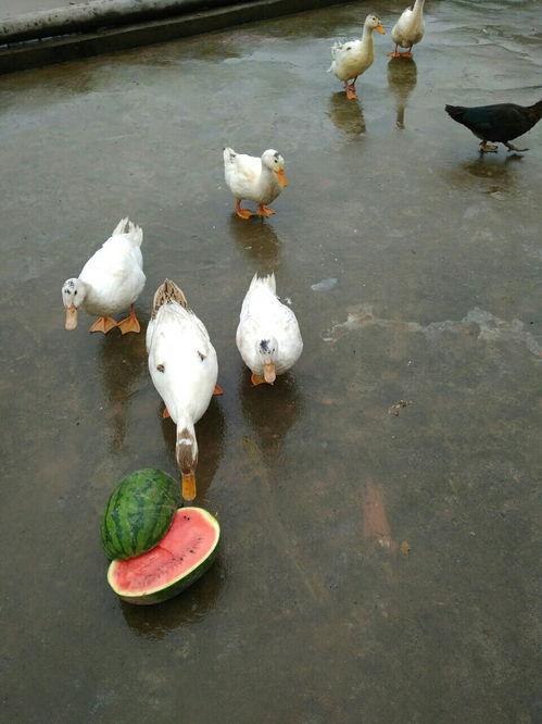 早鸭吃瓜直播视频,揭秘娱乐圈幕后故事