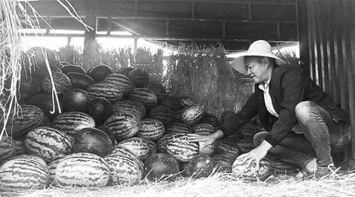 曹妃甸吃瓜群众视频曝光,揭秘幕后真相