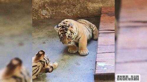 老虎打架吃瓜视频,围观者成“吃瓜群众”