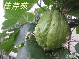 扶佛怎么吃手瓜视频,视频教你轻松上手