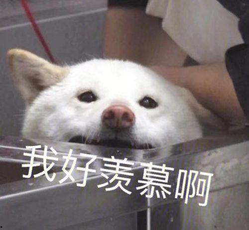 吃瓜看沙雕视频搞笑图片,吃瓜看沙雕，解锁快乐源泉