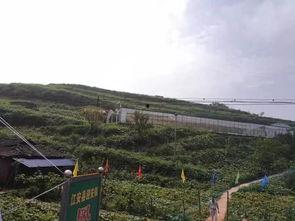 东洲公园吃瓜事件始末视频,一场引发热议的街头冲突始末