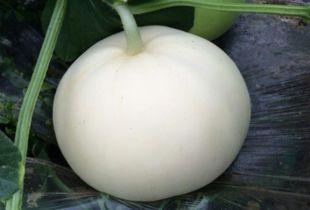 妹妹吃梨瓜视频大全,视频大全带你领略美味瞬间