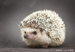 评论刺猬吃瓜的视频大全,趣味视频全集来袭！