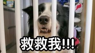 萨摩耶吃哈密瓜的视频,哈密瓜盛宴萌态十足