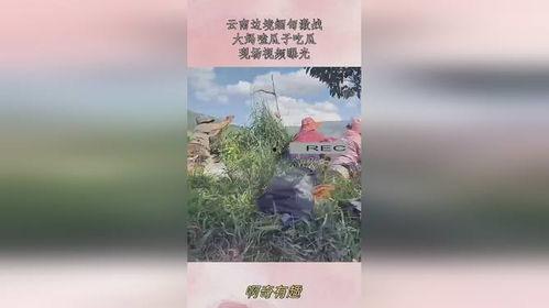 云南边境大妈吃瓜原视频,揭秘边境生活点滴