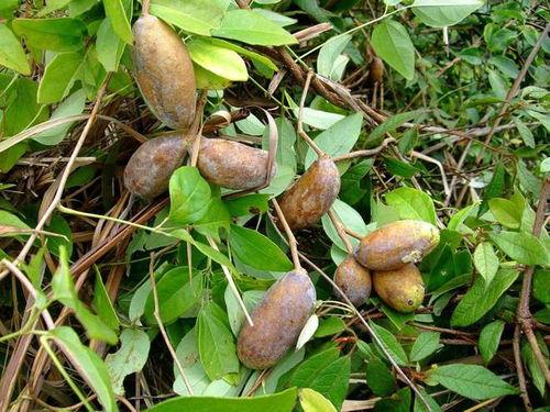 正确吃八月瓜的视频,视频教学，轻松学会正确食用