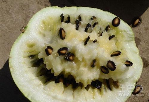 吃籽瓜对皮肤好吗视频,肌肤水润的秘密武器