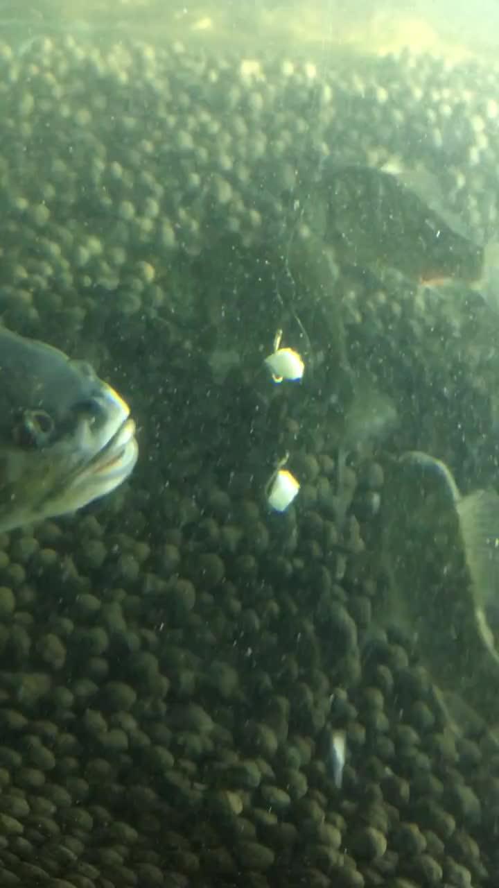 吃瓜喂鱼视频,趣味互动，共享欢乐时光