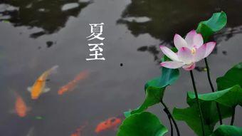 夏至吃瓜视频完整版,揭秘传统习俗与趣味视频的完美融合