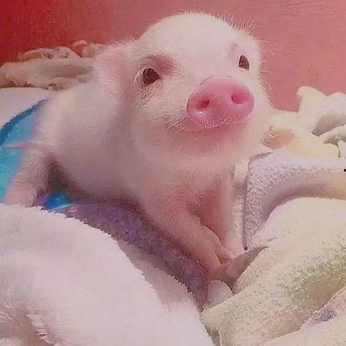 吃瓜小猪猪视频文案大全