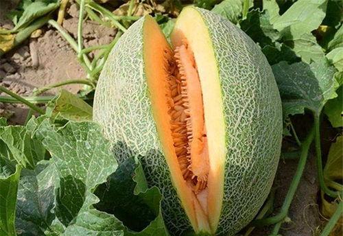 果蝇吃哈密瓜会死吗视频,果蝇食哈密瓜致命之谜揭秘