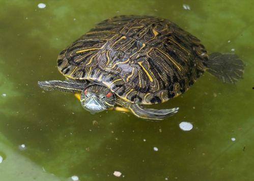 小乌龟可以吃绿皮瓜吗视频,揭秘其食用安全与营养