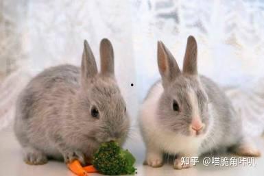 兔子吃茭瓜好吗视频讲解,兔子食用茭瓜的益处与注意事项揭秘