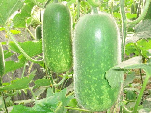 现场众人吃瓜图片高清视频,高清视频记录众人吃瓜盛况