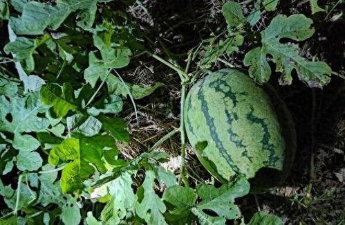 保山人吃土瓜视频播放下载