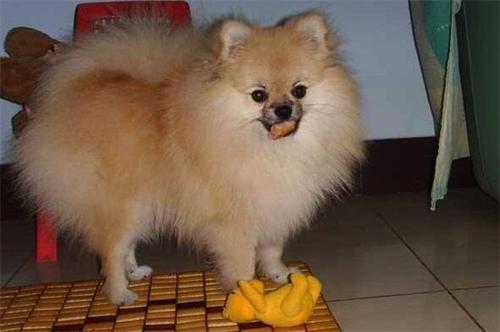 博美可以吃佛手瓜吗视频,佛手瓜的适宜性探讨