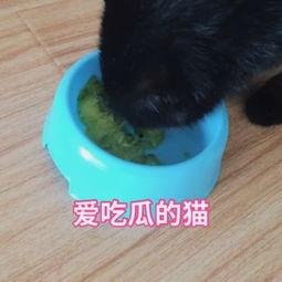 猫咪吃瓜视频大全搞笑,猫咪搞笑吃瓜瞬间大盘点