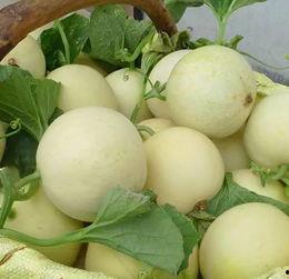 孩子吃阎良瓜视频,孩子品尝乐趣无限