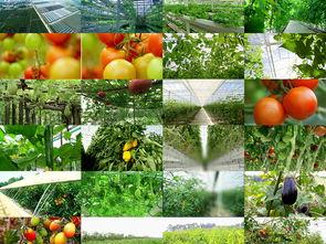 吃瓜视频在大草坪下载